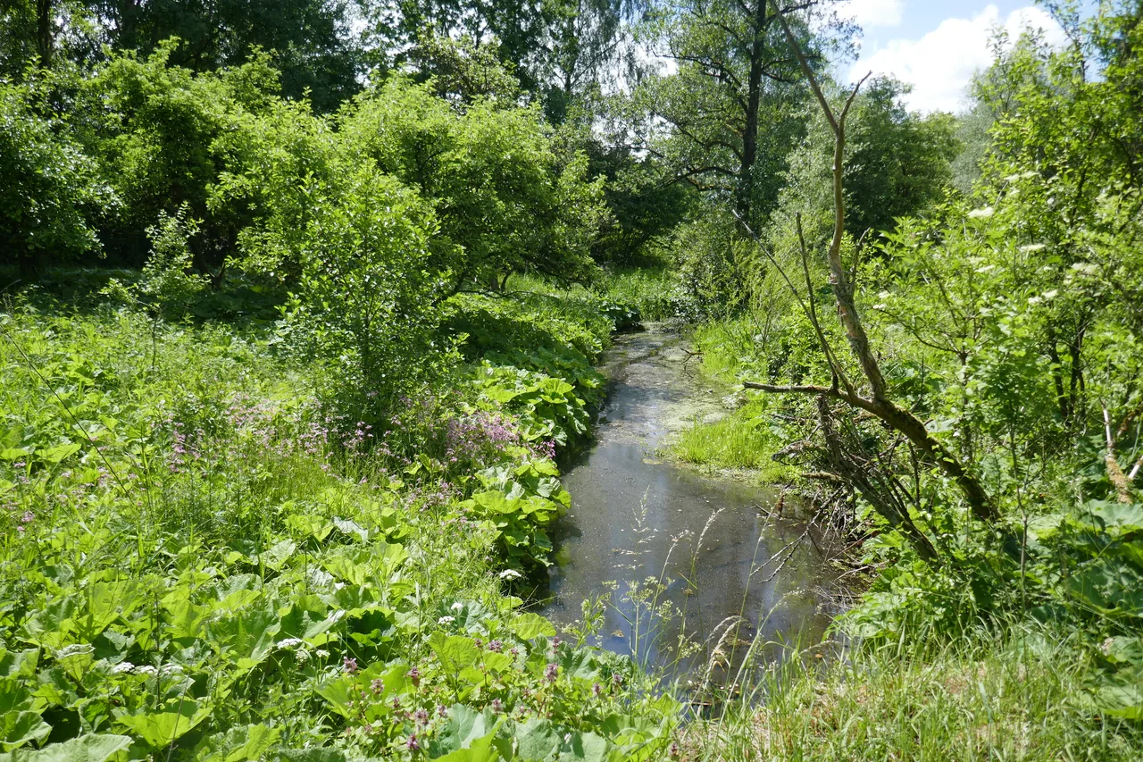 Oesterholzer Bruch mit Schwedenschanze