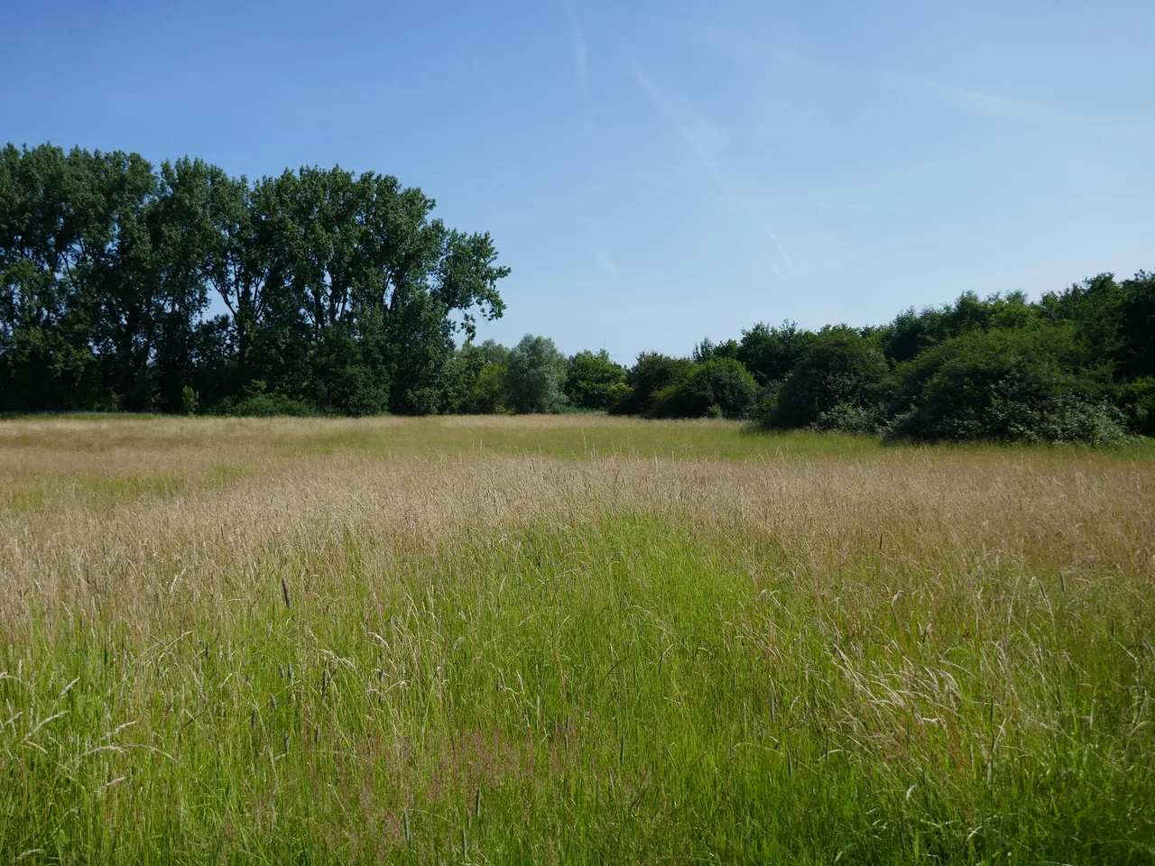 Munnebach